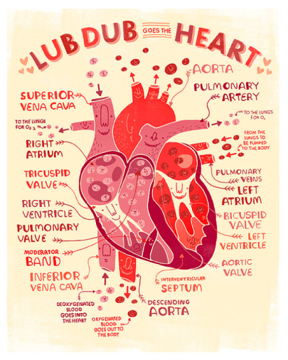 Lub Dub goes the Heart by Rachel Ignotofsky https://www.etsy.com/listing/177478811/lub-dub-goes-the-heart-anatomy-poster